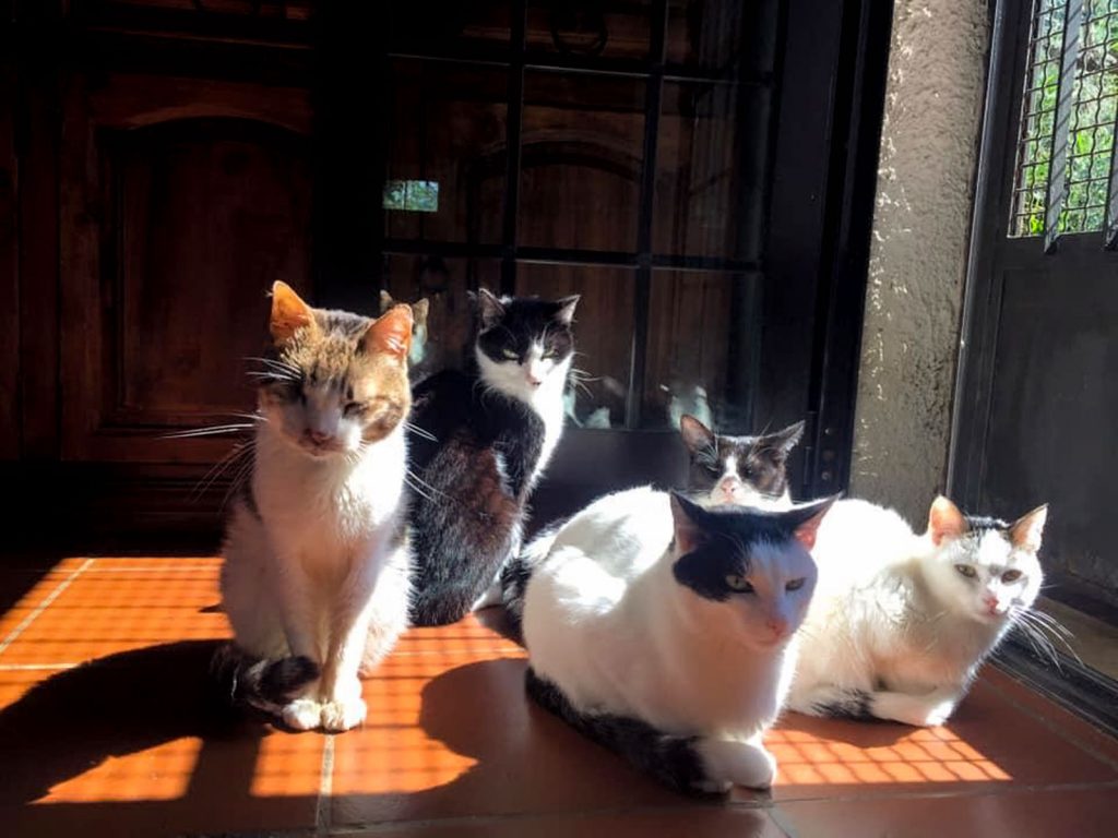 nonno-salvo-e-amici-il-ventunesimo-gatto