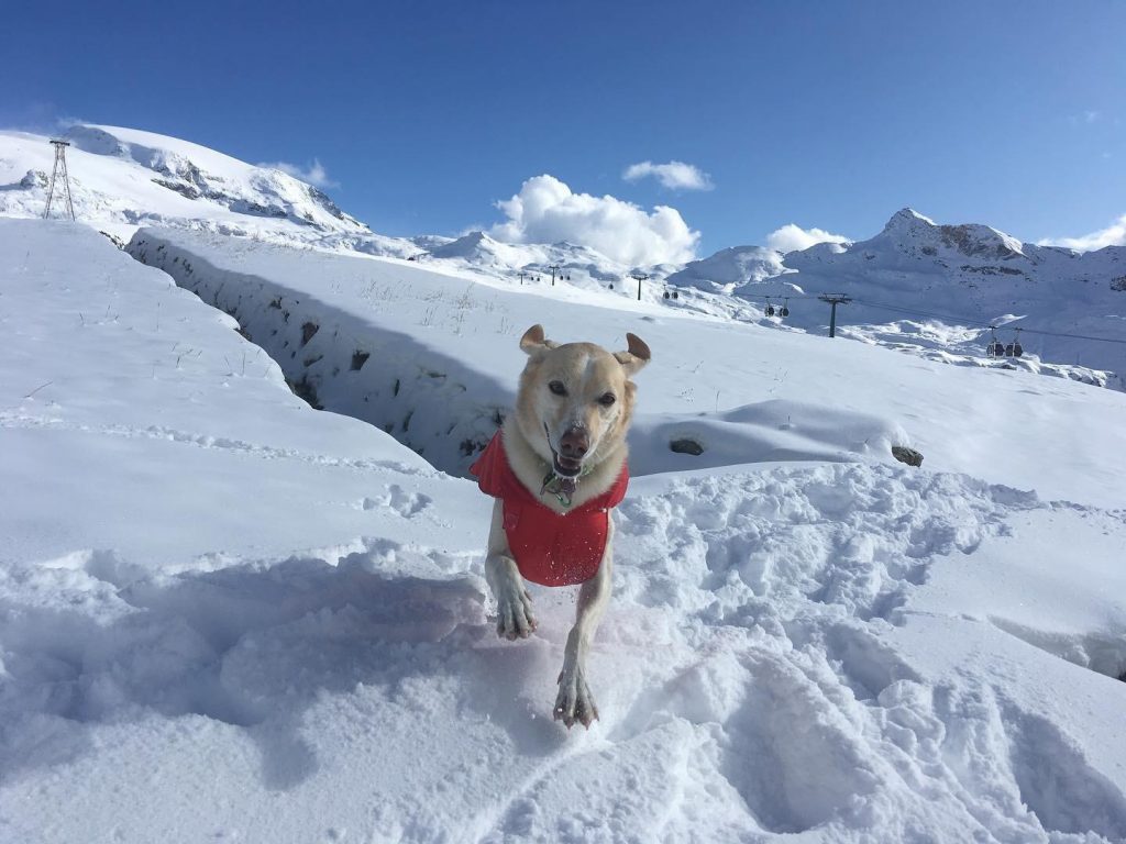 in vacanza con il cane in montagna 8