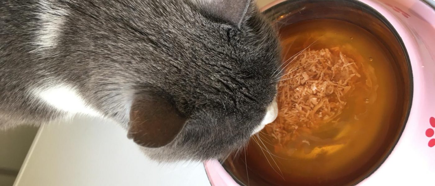 insufficienza renale gatti cibo appetibile (4)