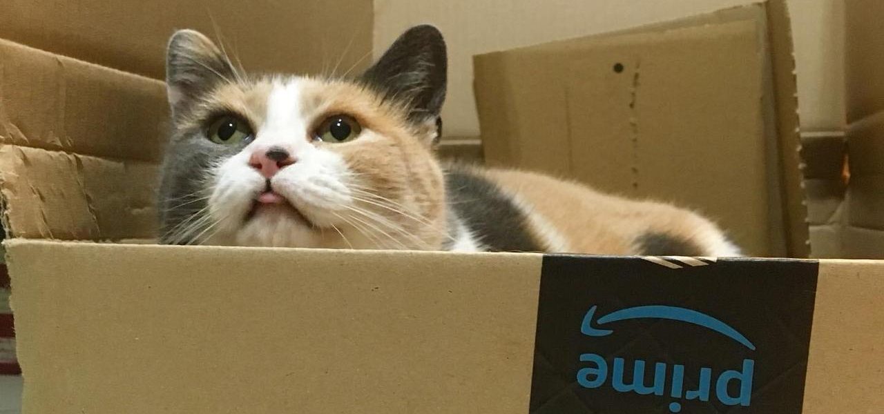 gatti scatole